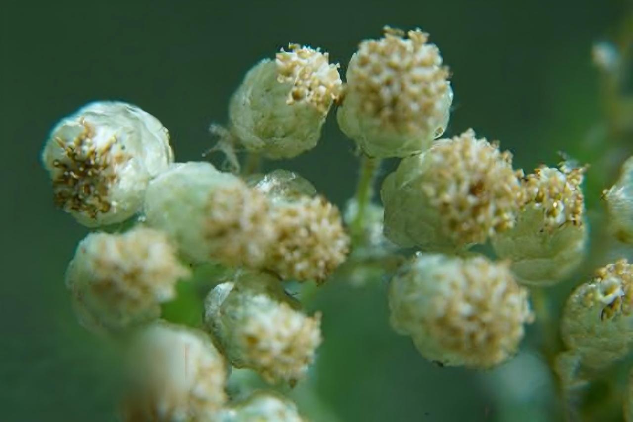 黄花蒿植株
